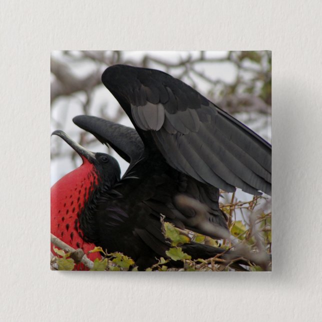Magnificent Frigate Bird Knapp (Framsida)