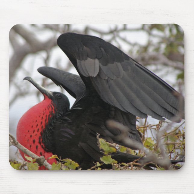 Magnificent Frigate Bird Musmatta (Framsidan)