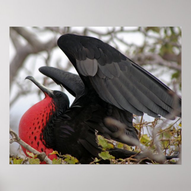 Magnificent Frigate Bird Poster (Framsidan)