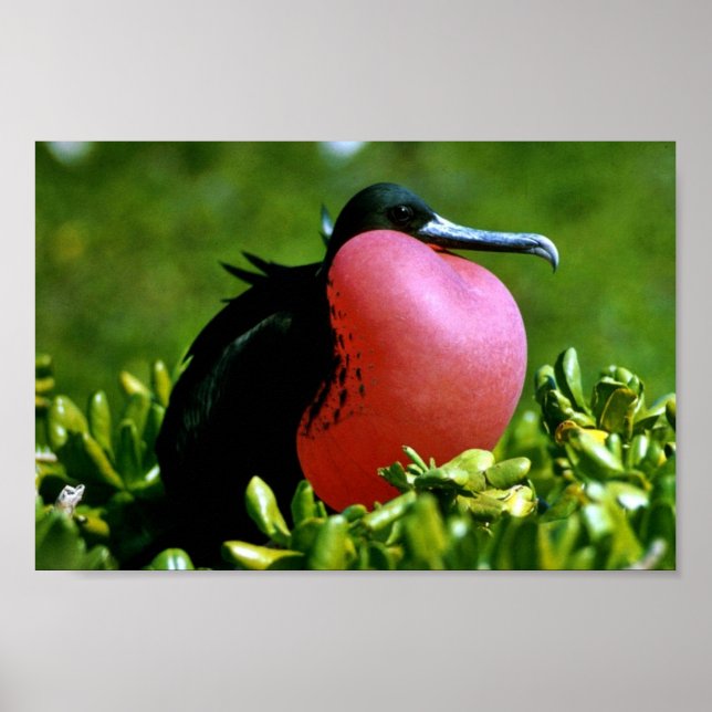 Magnificent Frigate Bird Poster (Framsidan)