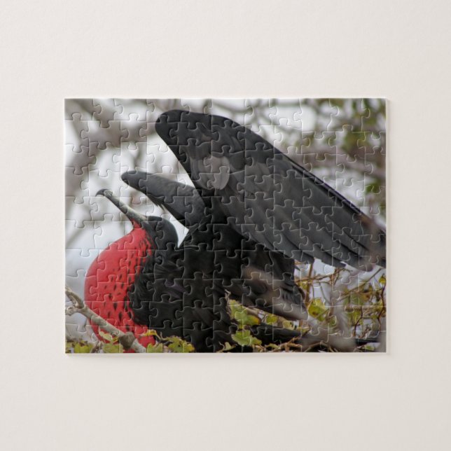 Magnificent Frigate Bird Pussel (Horisontell)
