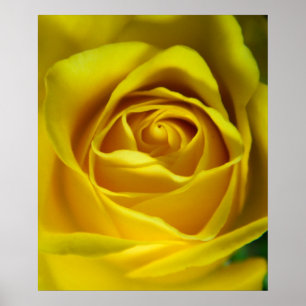 Magnificent gul ros-makro bild poster