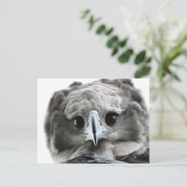 "Magnificent Harpy Eagle" Vykort (Stående Fram)