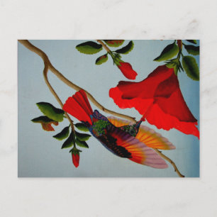 Magnificent Hummingbird Vykort