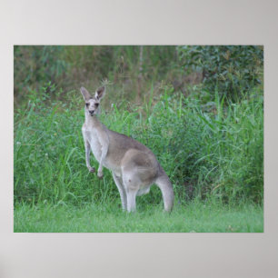Magnificent Kangaroo Poster