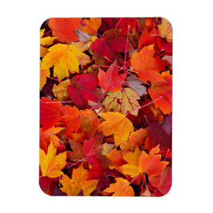 Magnificent Maple Löv Magnet
