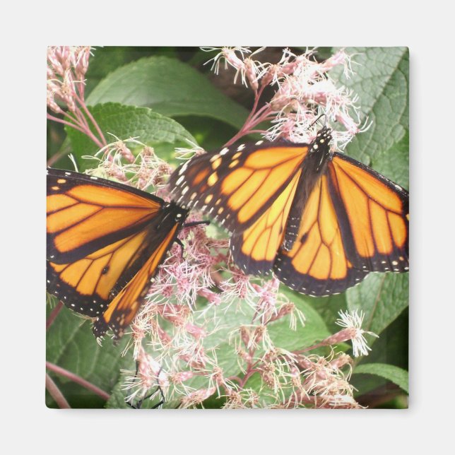 MAGNIFICENT MONARCHS BY GREGORY GALLO MAGNET (Framsidan)