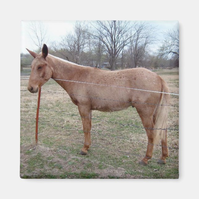 Magnificent Mule! Magnet (Framsidan)