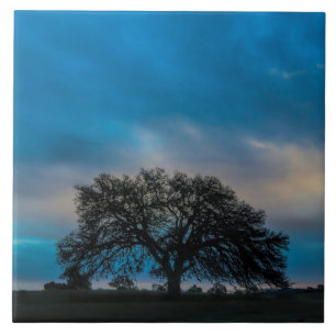 Magnificent Oak Träd-fotografi Kakelplatta