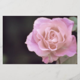 Magnificent Rosa ros Brevpapper