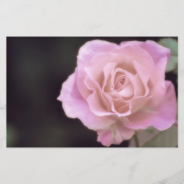 Magnificent Rosa ros Brevpapper (Framsida)