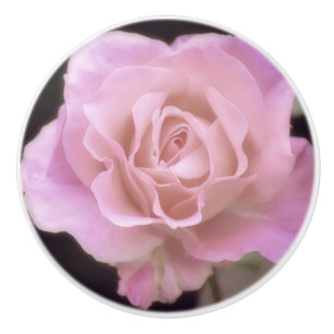 Magnificent Rosa ros Knopp