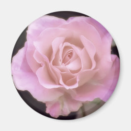 Magnificent Rosa ros Magnet