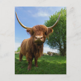 Magnificent Scottish Highland Cow Vykort