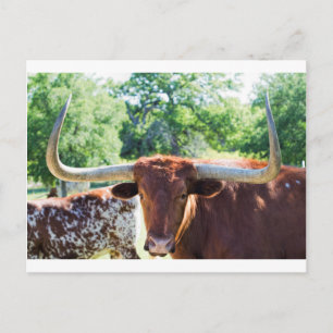 Magnificent Texas Longhorn Bull Vykort