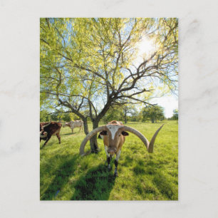 Magnificent Texas Longhorn Steer Vykort