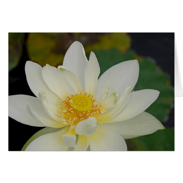 Magnificient Lotus Greeting Card Hälsningskort (Framsidan Horizontal)