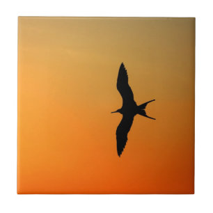 Magnifikt fregattfågel som flyger orange sunset kakelplatta