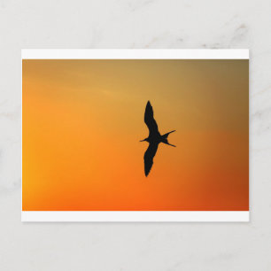 Magnifikt fregattfågel som flyger orange sunset vykort