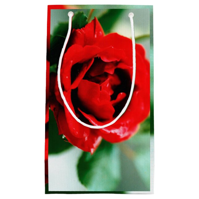 Magnifikt röd ros med droppar av morgondagg (Framsidan)