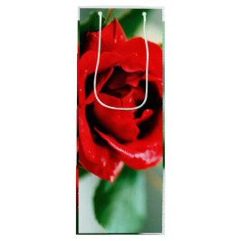 Magnifikt röd ros med droppar av morgondagg