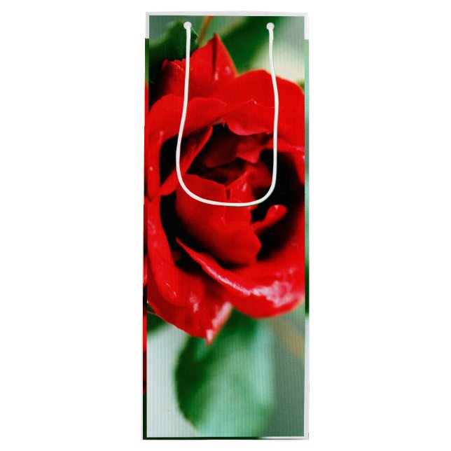 Magnifikt röd ros med droppar av morgondagg (Framsidan)