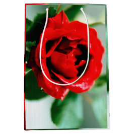 Magnifikt röd ros med droppar av morgondagg