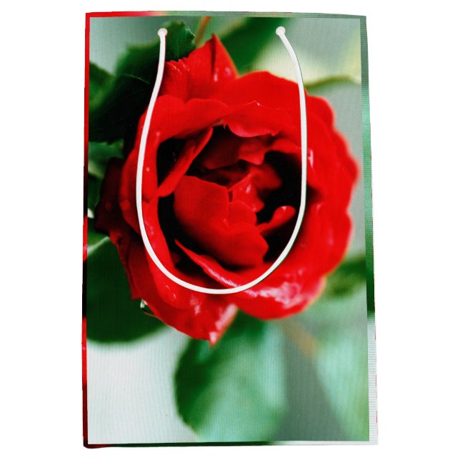 Magnifikt röd ros med droppar av morgondagg (Framsidan)