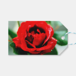 Magnifikt röd ros med droppar av morgondagg presentetikett