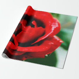 Magnifikt röd ros med droppar av morgondagg presentpapper