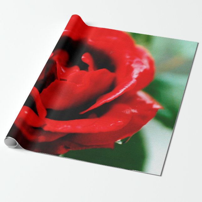Magnifikt röd ros med droppar av morgondagg presentpapper (Utrullad)