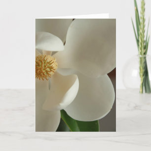 magnolia 2 kort