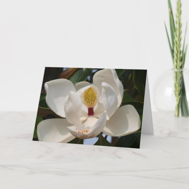 Magnolia 72 kort (Framsida)