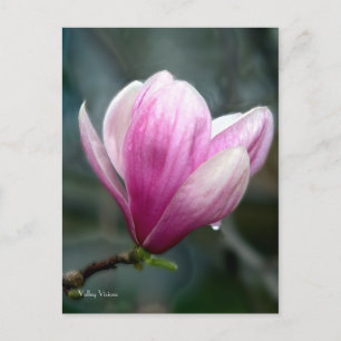 Magnolia After Rain Vykort