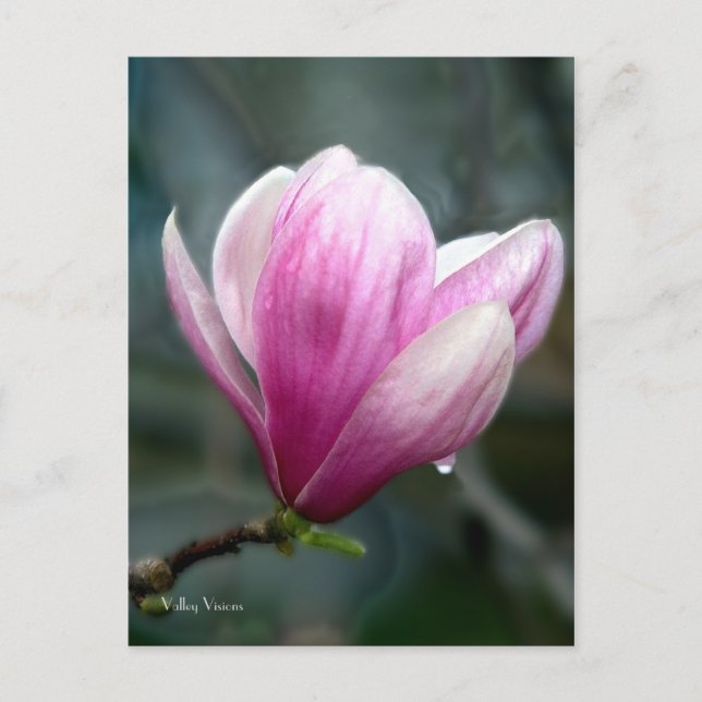 Magnolia After Rain Vykort (Framsida)