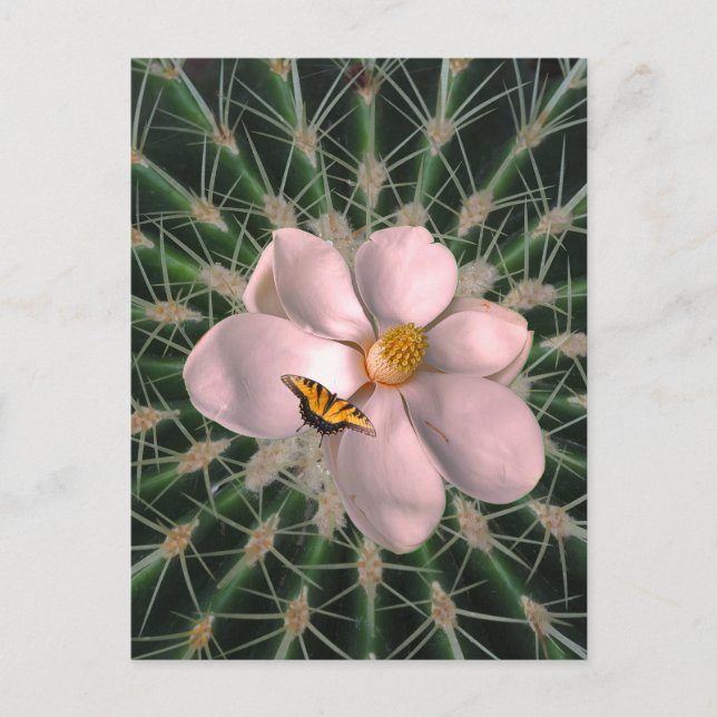 Magnolia art vykort (Framsida)
