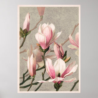 Magnolia av L. Prang Poster