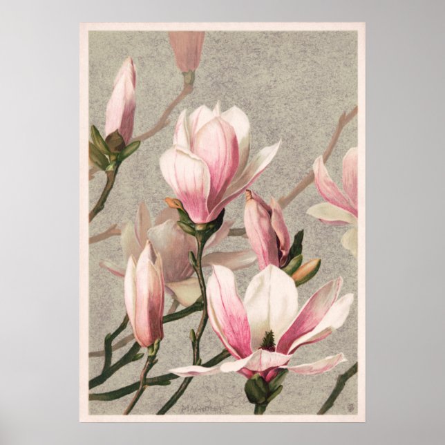 Magnolia av L. Prang Poster (Framsidan)
