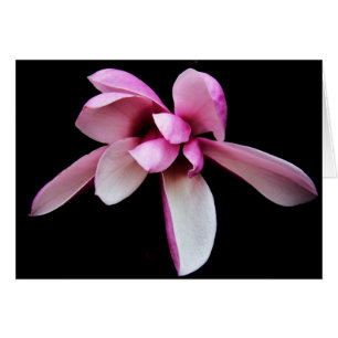 "magnolia" av Larry Coressel Hälsningskort