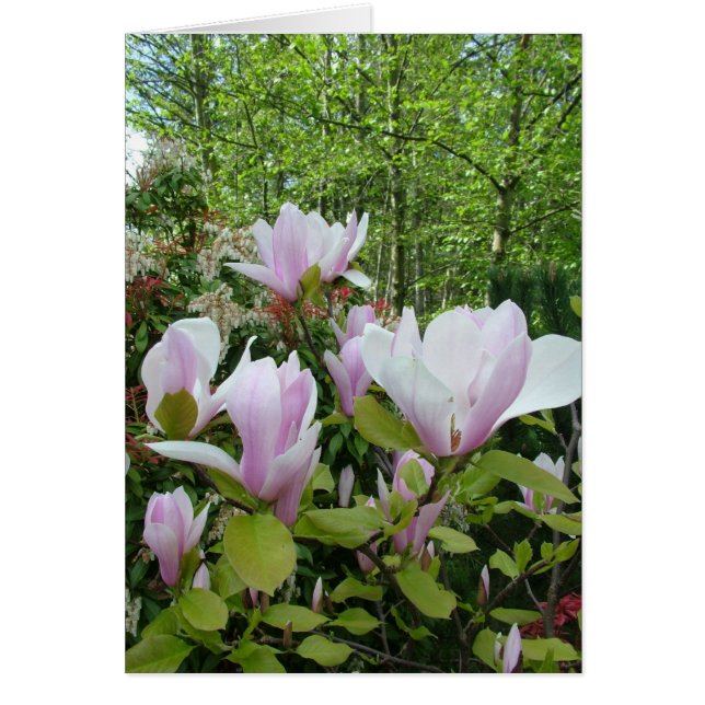 Magnolia-blomma Hälsningskort (Framsidan)