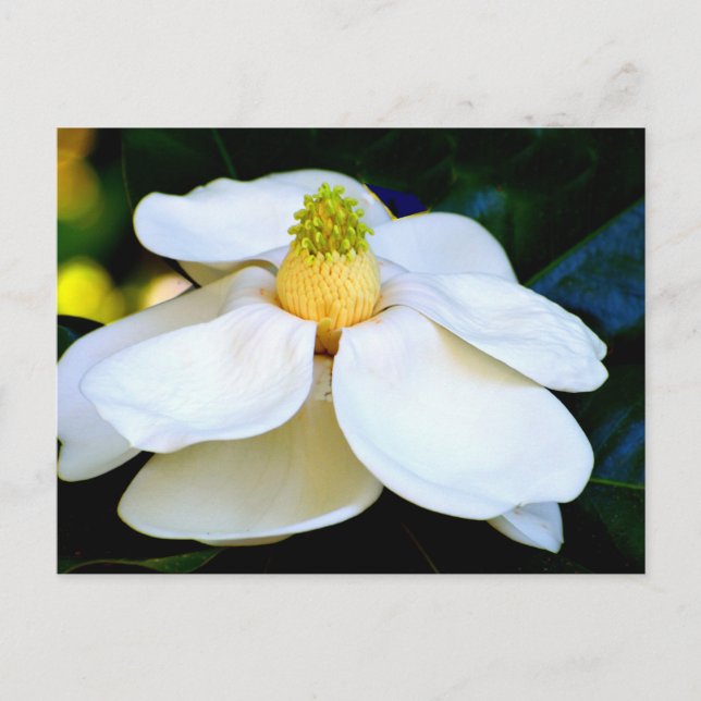 Magnolia-blomma i makrobild vykort (Framsida)