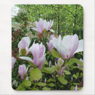 Magnolia-blomma Musmatta