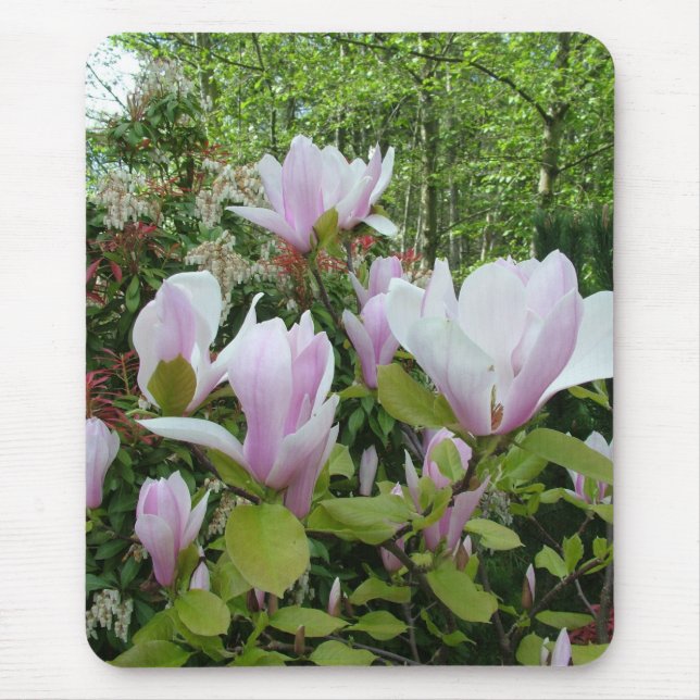 Magnolia-blomma Musmatta (Framsidan)