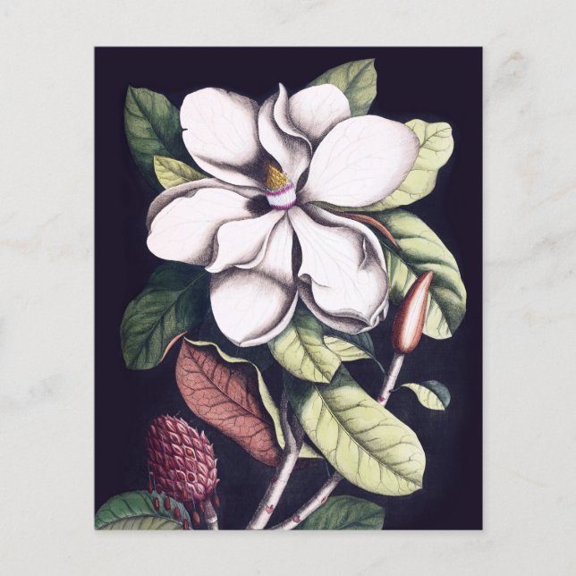 Magnolia Blomma Tack Papper Ark (Framsida)