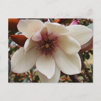 Magnolia-blomma Vykort