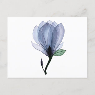 Magnolia-blomma Vykort