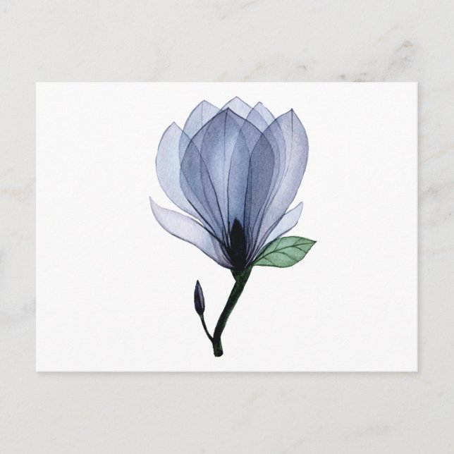 Magnolia-blomma Vykort (Framsida)