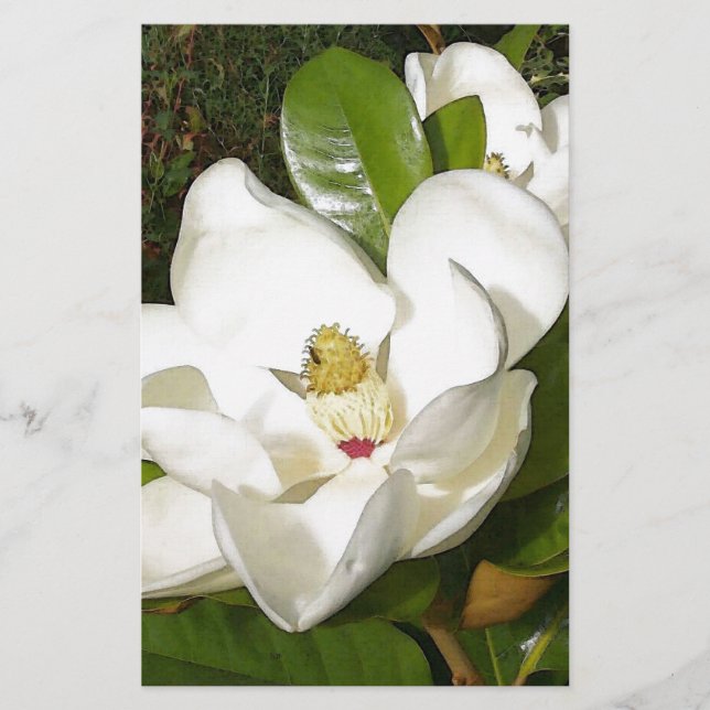 Magnolia Blommar (Framsida)