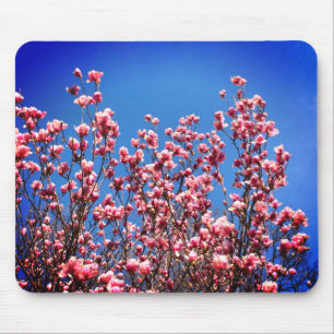 Magnolia Blommar Blå himmel Flower Musmatta