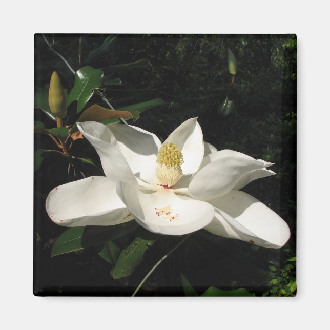 Magnolia Blommar Magnet (Framsidan)